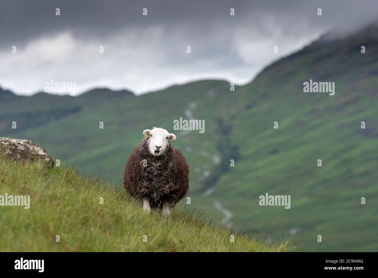 Pecore di Herdwick che pascolano sulle campane nel Lake District National Park, Cumbria, Regno Unito. Foto Stock