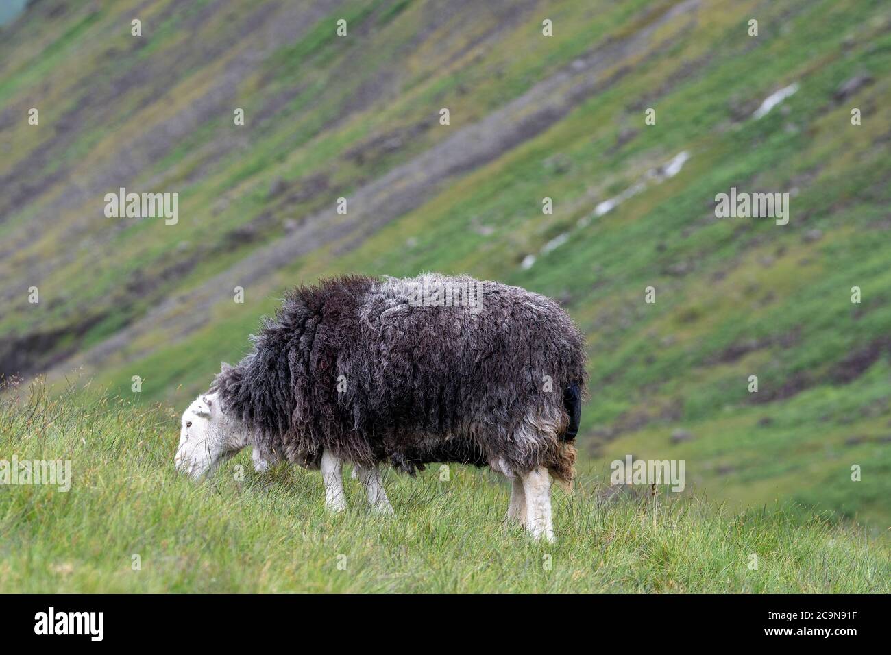 Pecore di Herdwick che pascolano sulle campane nel Lake District National Park, Cumbria, Regno Unito. Foto Stock
