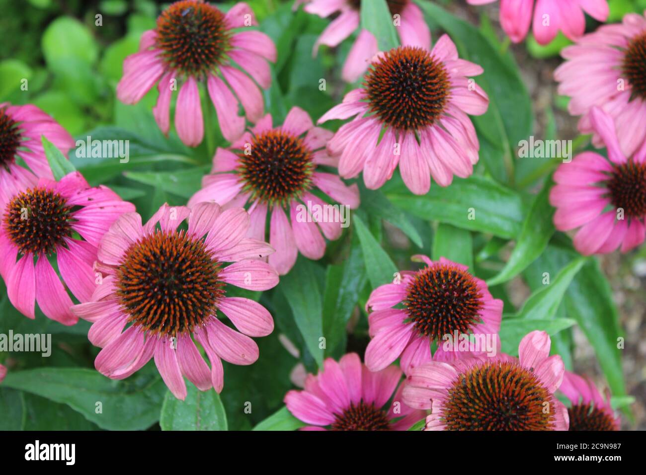 Primo piano di fiori viola a margherita in piena fioritura Foto Stock