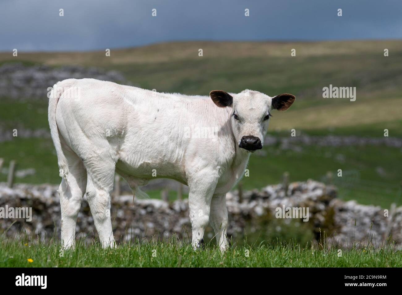 Bestiame bovino bianco britannico pascolo in altopiano Foto Stock