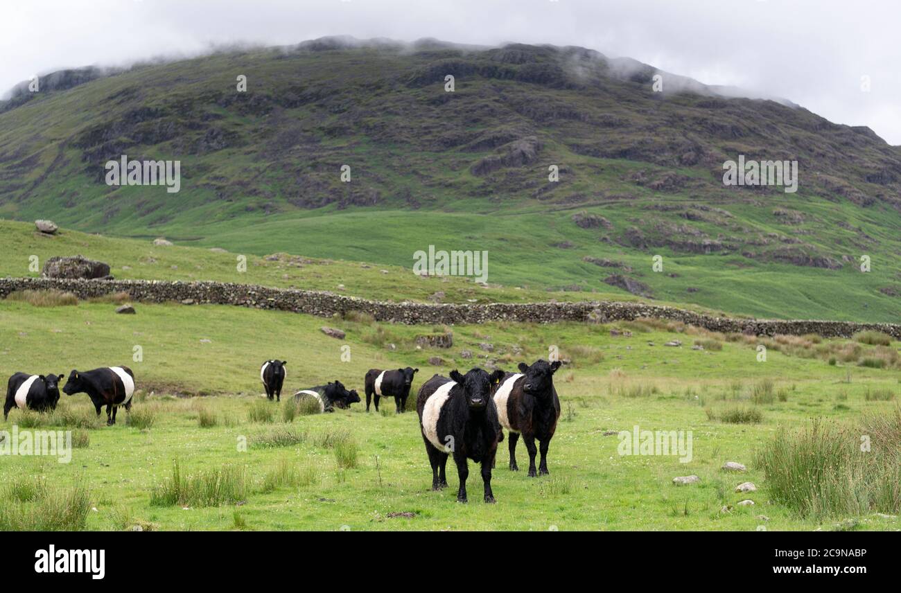 Mandria di bestiame Galloway Belted a Eskdale, parte del Lake District National Park, Regno Unito. Foto Stock