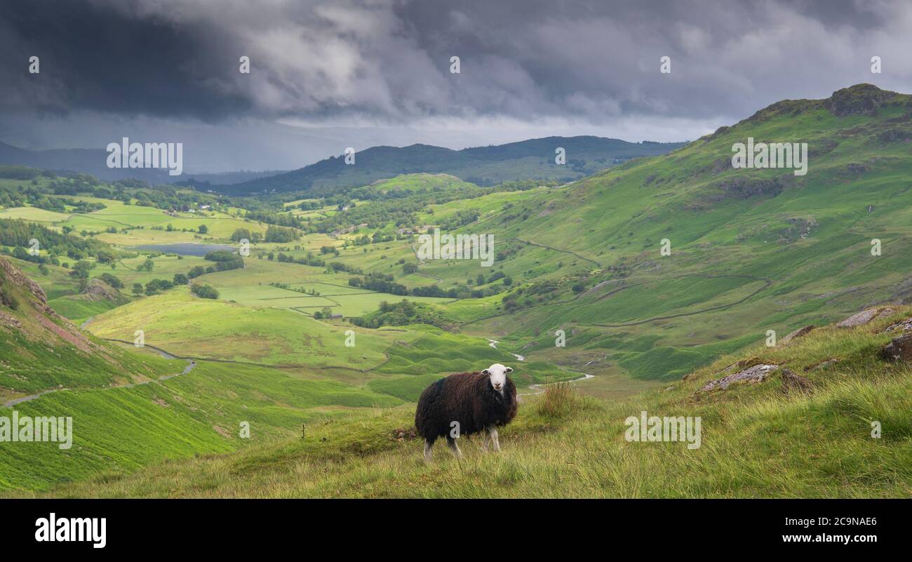 Herdwick pecore pascolo sul Passo di Wrynose che domina Little Langdale nel Distretto Inglese del Lago dopo una doccia di tuono ha passato vicino. Cumbria, Regno Unito. Foto Stock