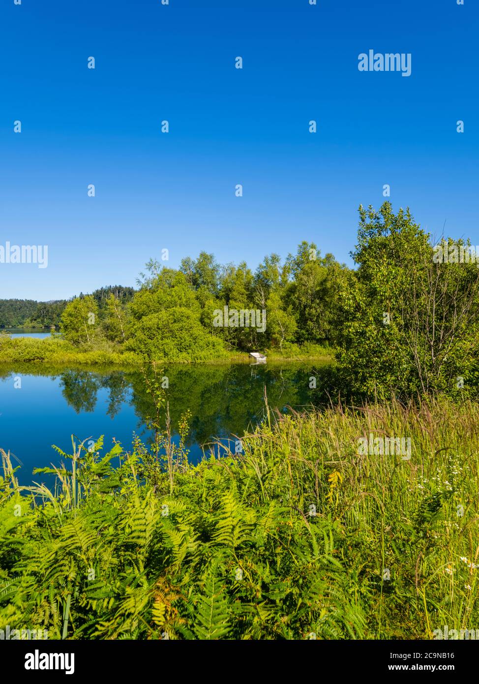 Verde foresta bella natura preservata ambiente naturale del lago di Lokve in Croazia Europa Foto Stock