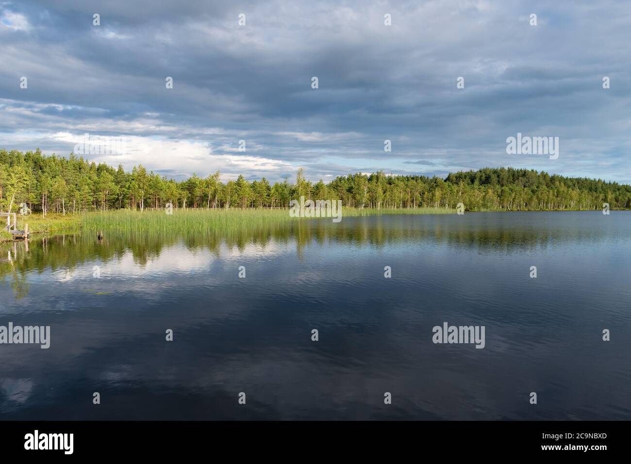 Bellissimo lago con acque calme e pineta sullo sfondo con riflessi, nelle foto Lago Lubans, il più grande lago di Lat Foto Stock