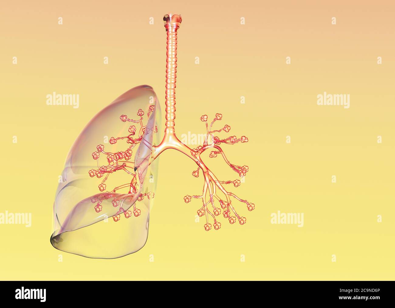 Illustrazione che mostra polmoni umani trasparenti con trachea, bronchioli e alveoli polmonari Foto Stock