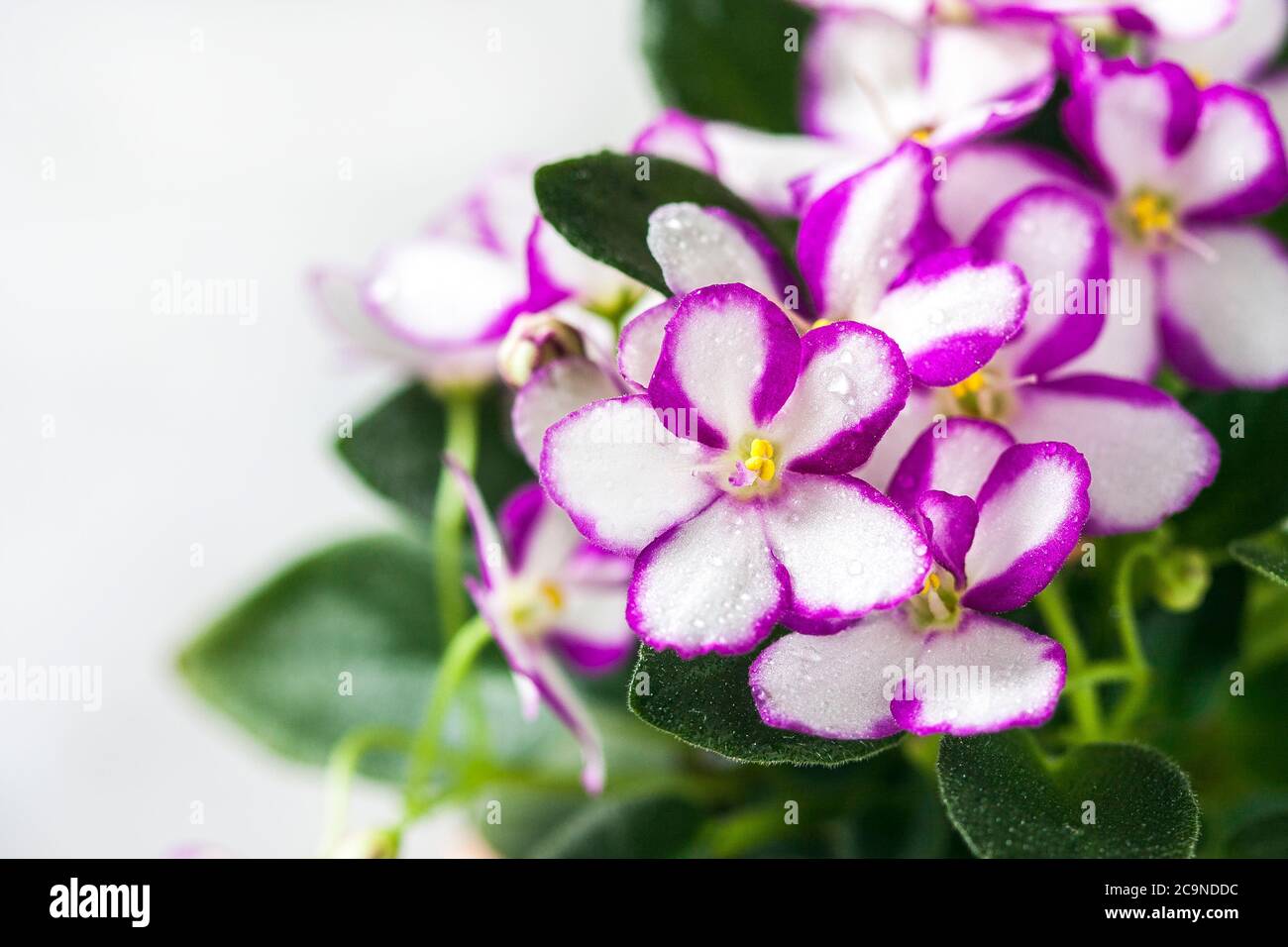 Saintpaulias fiorente, comunemente conosciuta come viola africana. Mini pianta in vaso. Uno sfondo scuro. Foto Stock