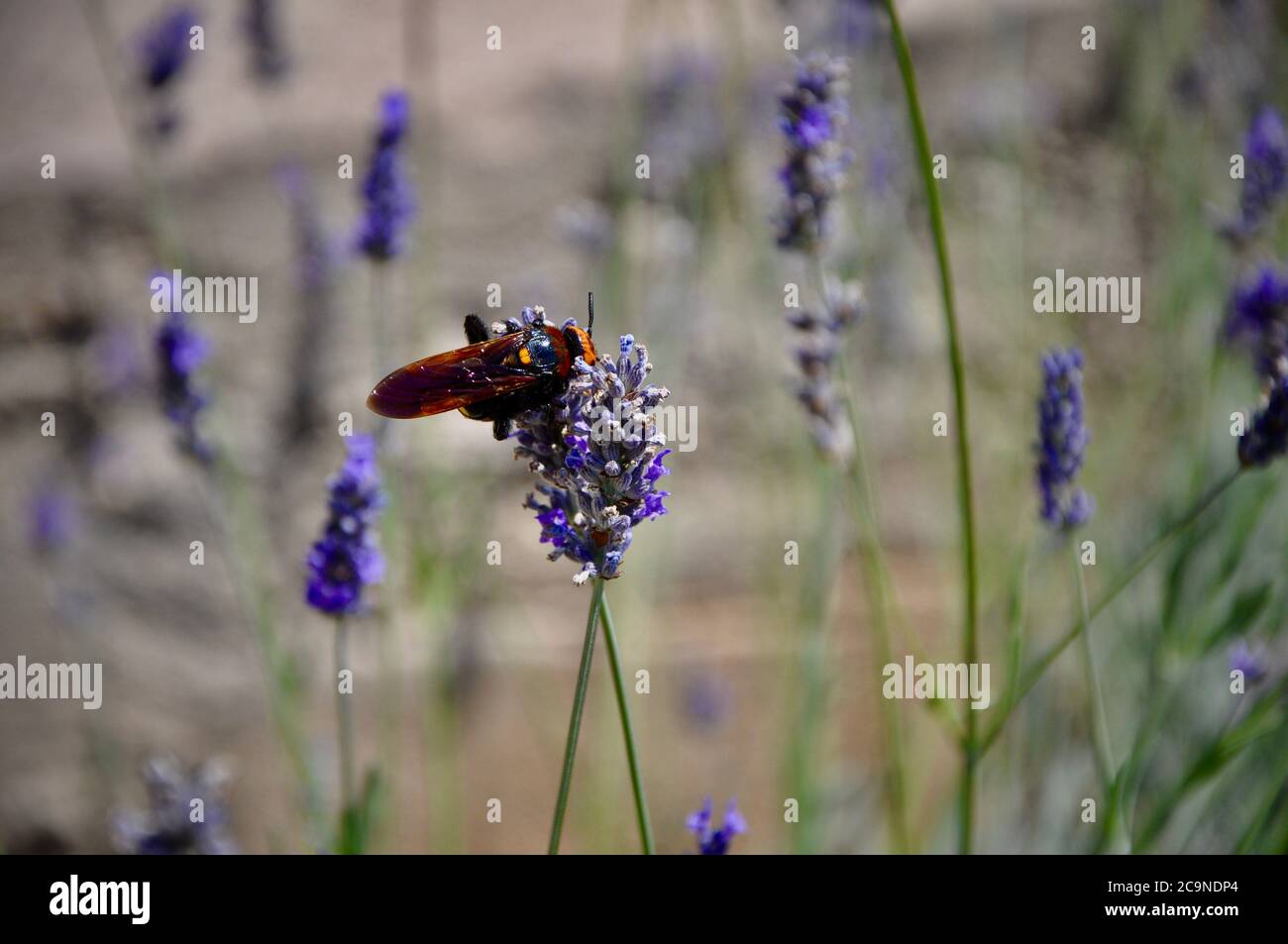 Il Corno europeo Vespa crabro è un insetto assolutamente bello. Foto Stock