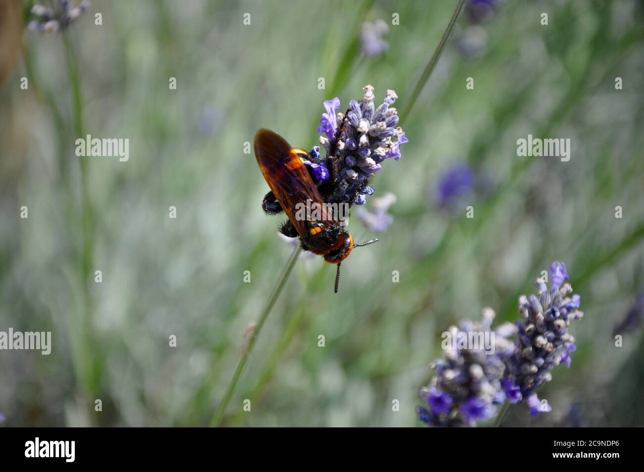 Il Corno europeo Vespa crabro è un insetto assolutamente bello. Foto Stock