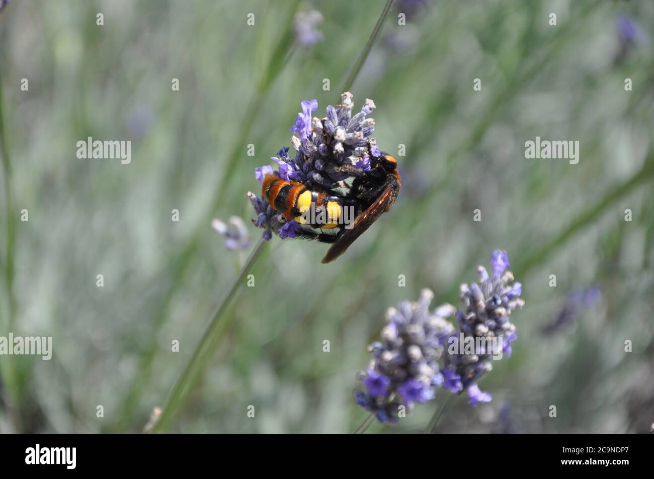 Il Corno europeo Vespa crabro è un insetto assolutamente bello. Foto Stock