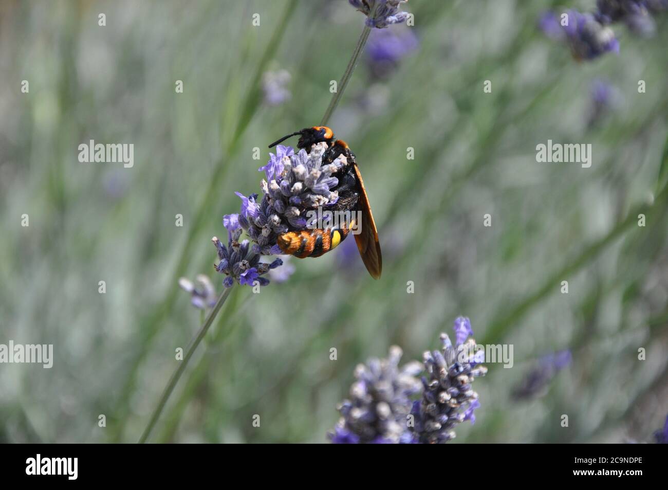 Il Corno europeo Vespa crabro è un insetto assolutamente bello. Foto Stock