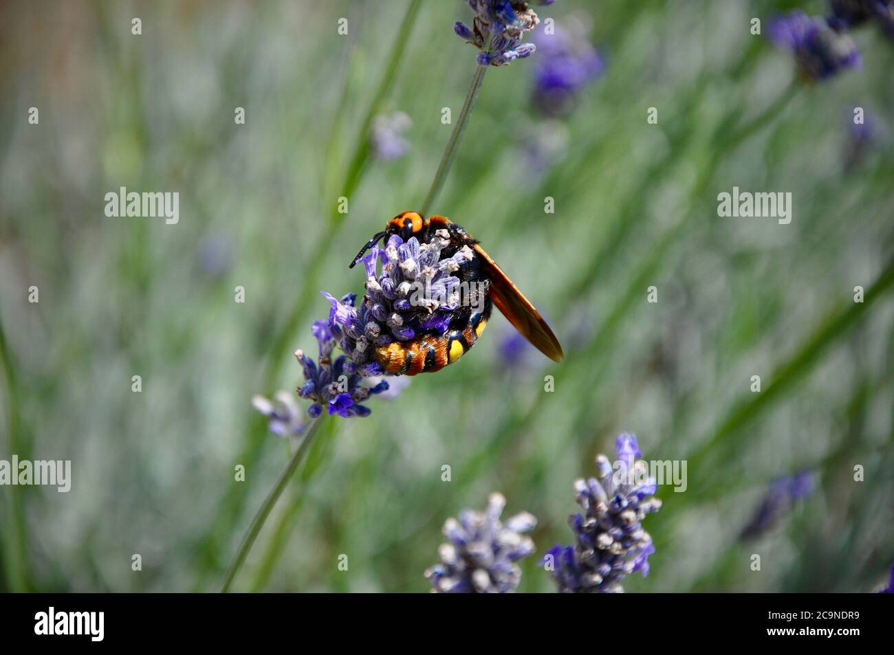 Il Corno europeo Vespa crabro è un insetto assolutamente bello. Foto Stock