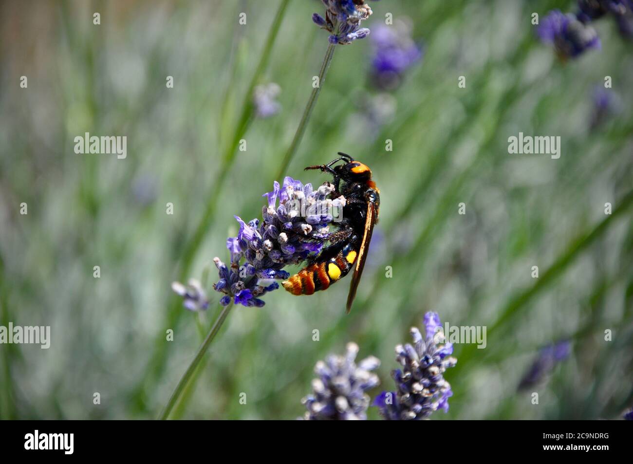 Il Corno europeo Vespa crabro è un insetto assolutamente bello. Foto Stock