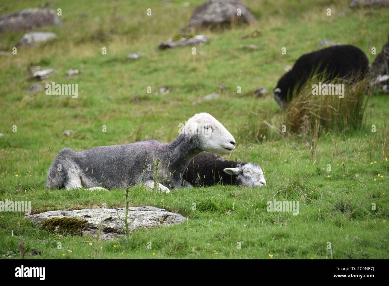 Herdwick Ewe e Lamb su Buttermere Fell, Lake District, Regno Unito Foto Stock