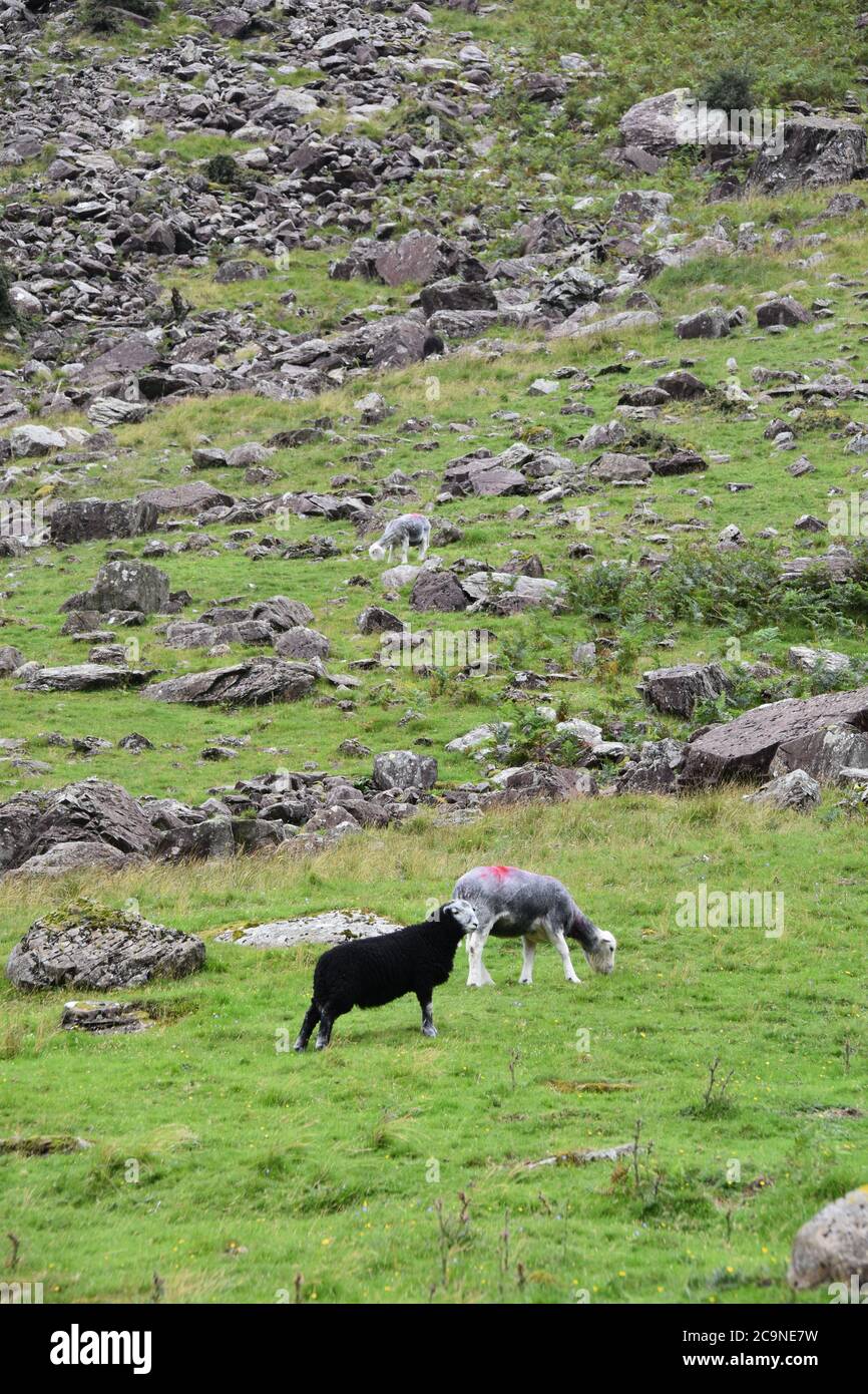 Herdwick Ewe e Lamb su Buttermere Fell, Lake District, Regno Unito Foto Stock