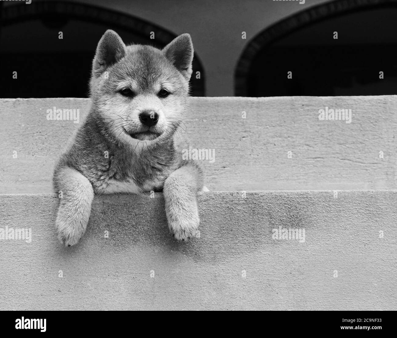 Il cucciolo di Shiba Inu sembra una piccola volpe Foto Stock