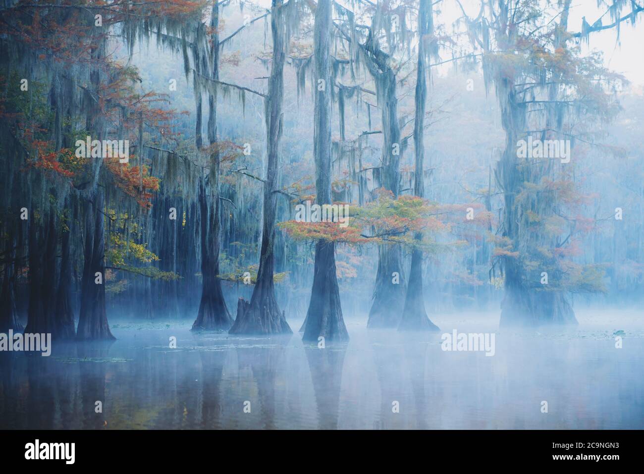 Caddo Lago Foggy mattina Foto Stock