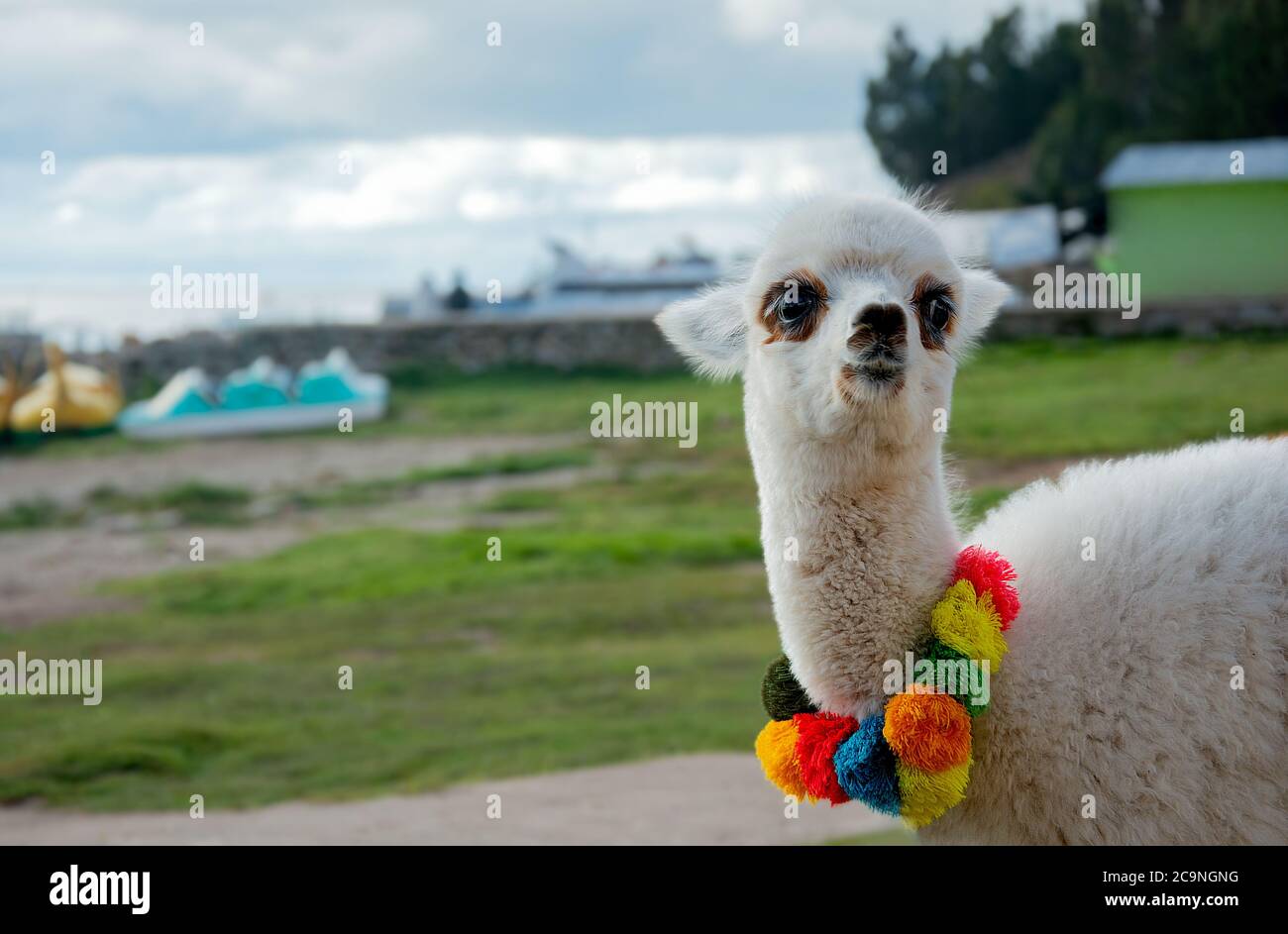 Adorabile alpaca bambino con pom pom colorati sulla costa del lago Titicaca, Copacabana - Bolivia Foto Stock