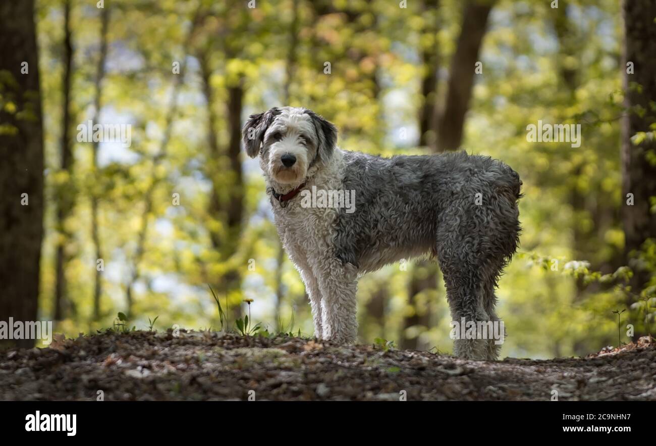 Old English Sheepdog a piedi nel bosco in attesa pazientemente per il proprietario di recuperare Foto Stock