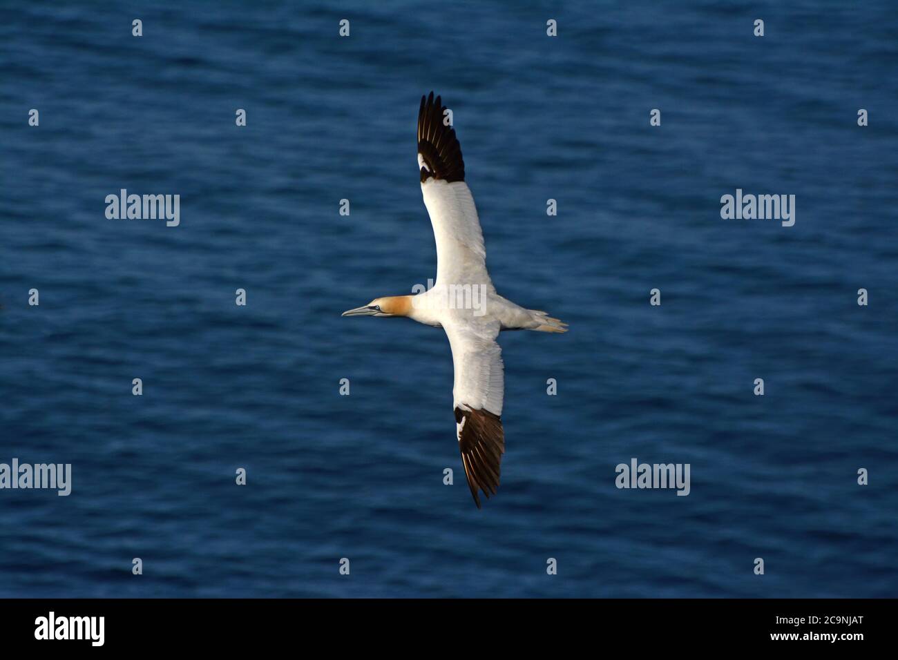 Gannet settentrionale che sorvola l'oceano Foto Stock