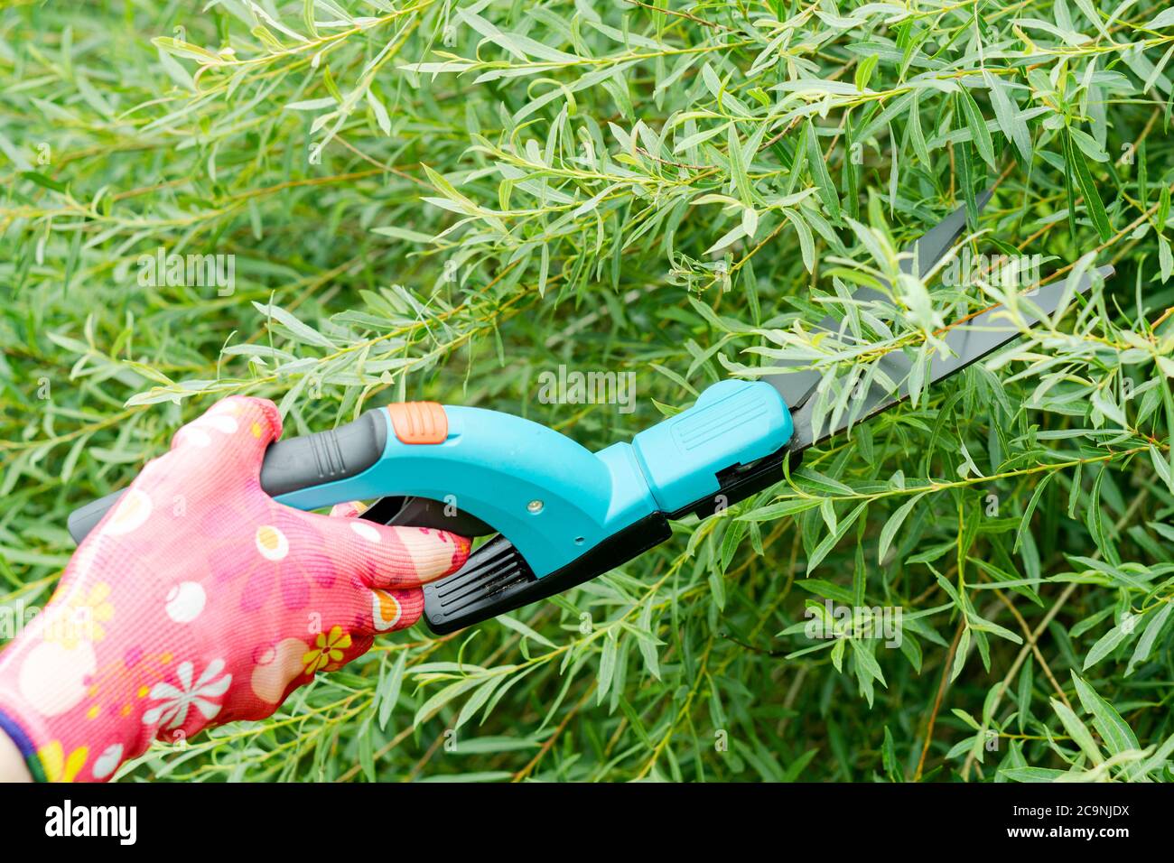 Stagionale alberi Potatura con forbici. Giardiniere femmina in mano i guanti di protezione la potatura di piante e foglie con forbici. Prendersi cura del giardino w Foto Stock