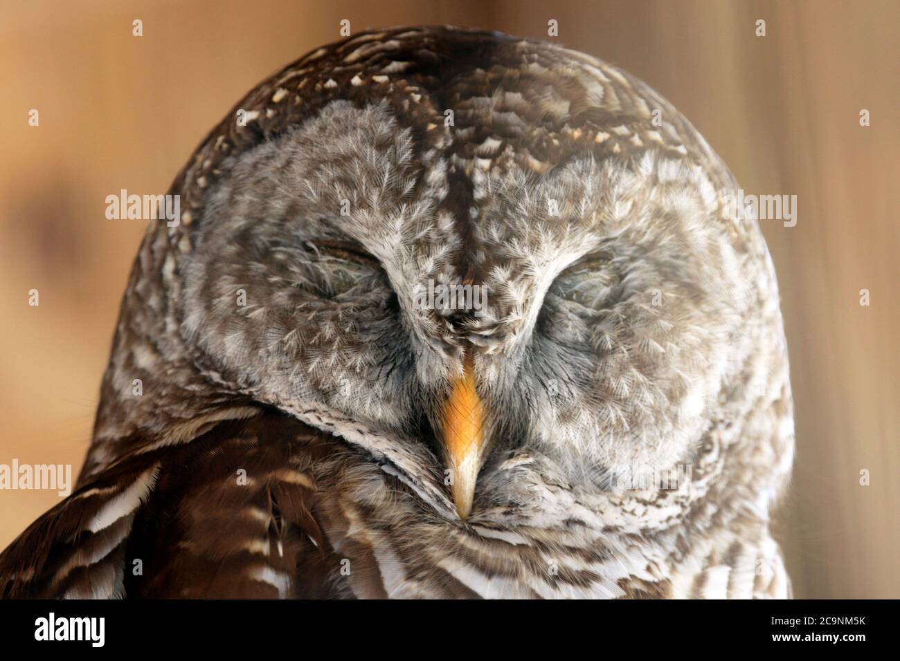 Un gufo di Barred del Nord, Strix varia, che riposa. Popcorn Park Zoo, Forked River, New Jersey, USA Foto Stock