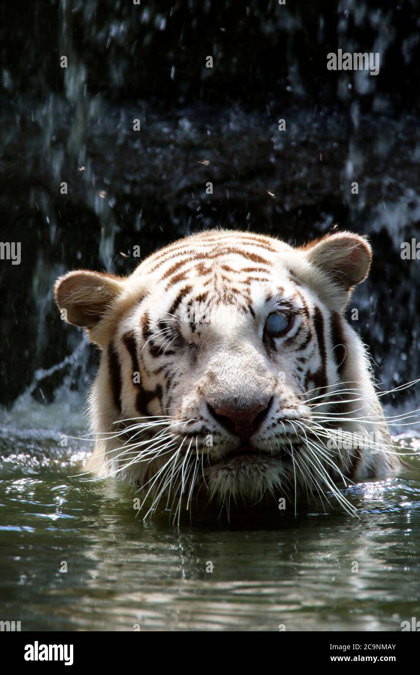 Una tigre cieca del Bengala Bianco godendosi l'acqua al Popcorn Park Zoo, Forked River, New Jersey, USA. Foto Stock