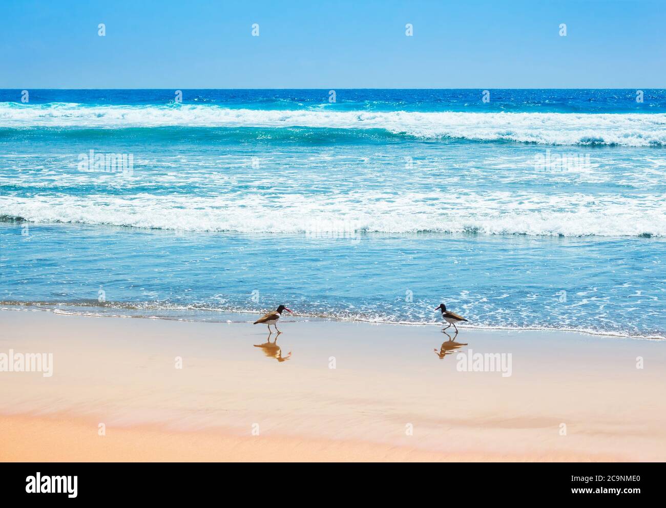 Belle onde dell'oceano pacifico con ostriche americane Foto Stock