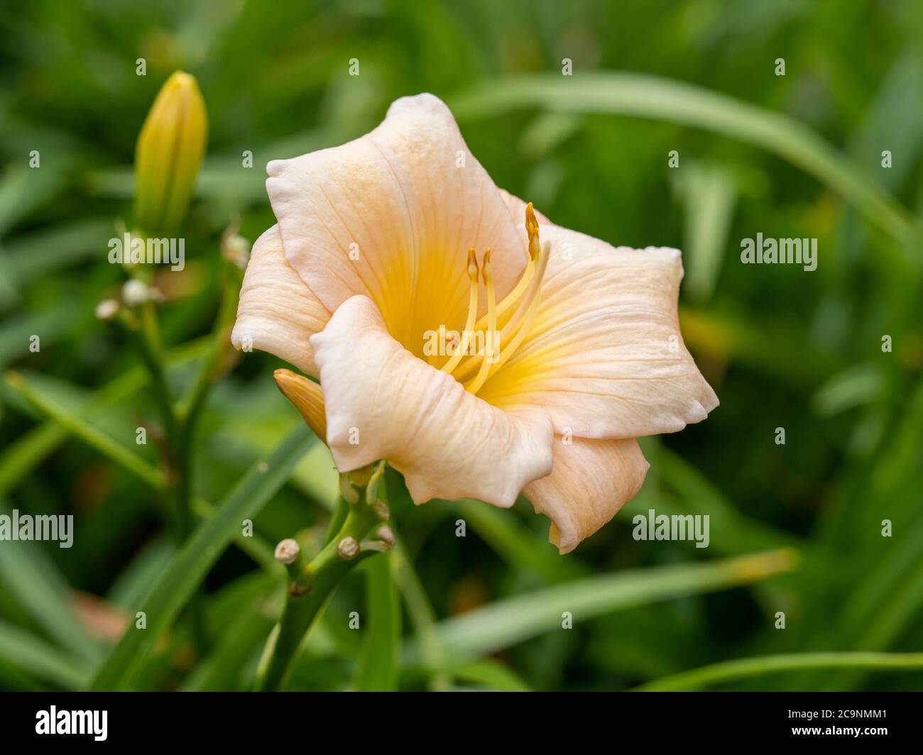 Closeup di un bel fiore Hemerocallis di pesca, varietà Mini Perla, in un giardino Foto Stock