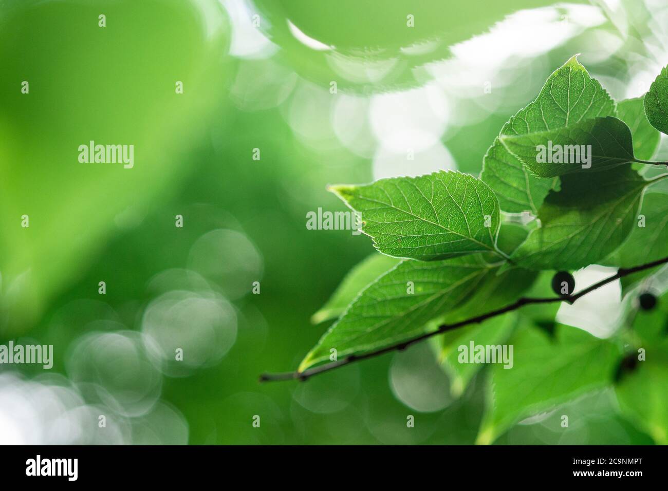 Foglie verdi con luce solare, estate primavera fogliame bokeh sfondo, copia spazio Foto Stock