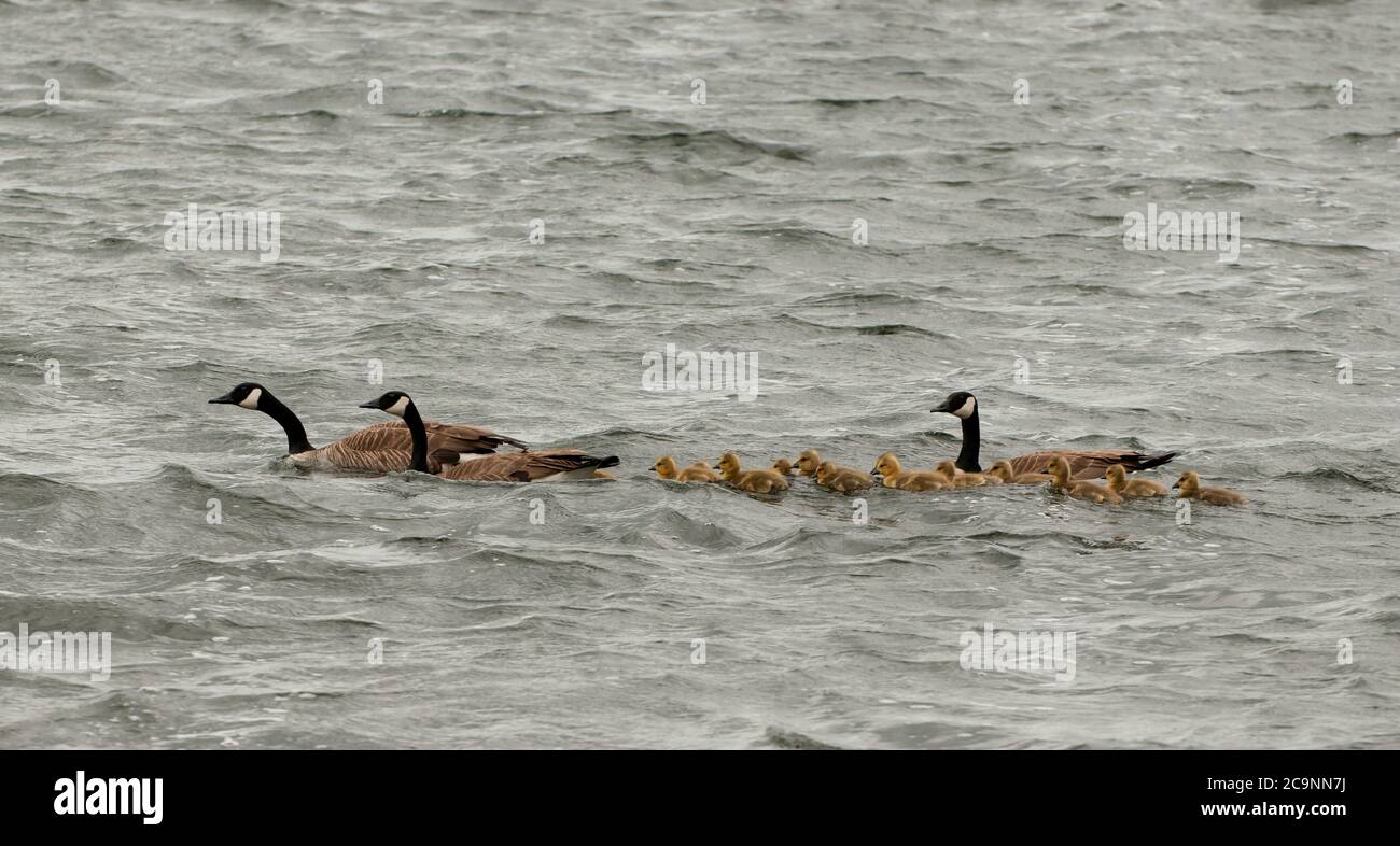 Canada Geese e gaggle di gaffings che nuotano attraverso le acque agitate sul lago di riso nell'Ontario meridionale Foto Stock