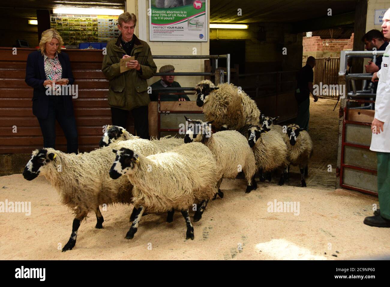 Giudicare gli agnelli di Masham Gimmer prima della vendita, Bentham Auction Mart, Bentham, Lancashire, Regno Unito Foto Stock