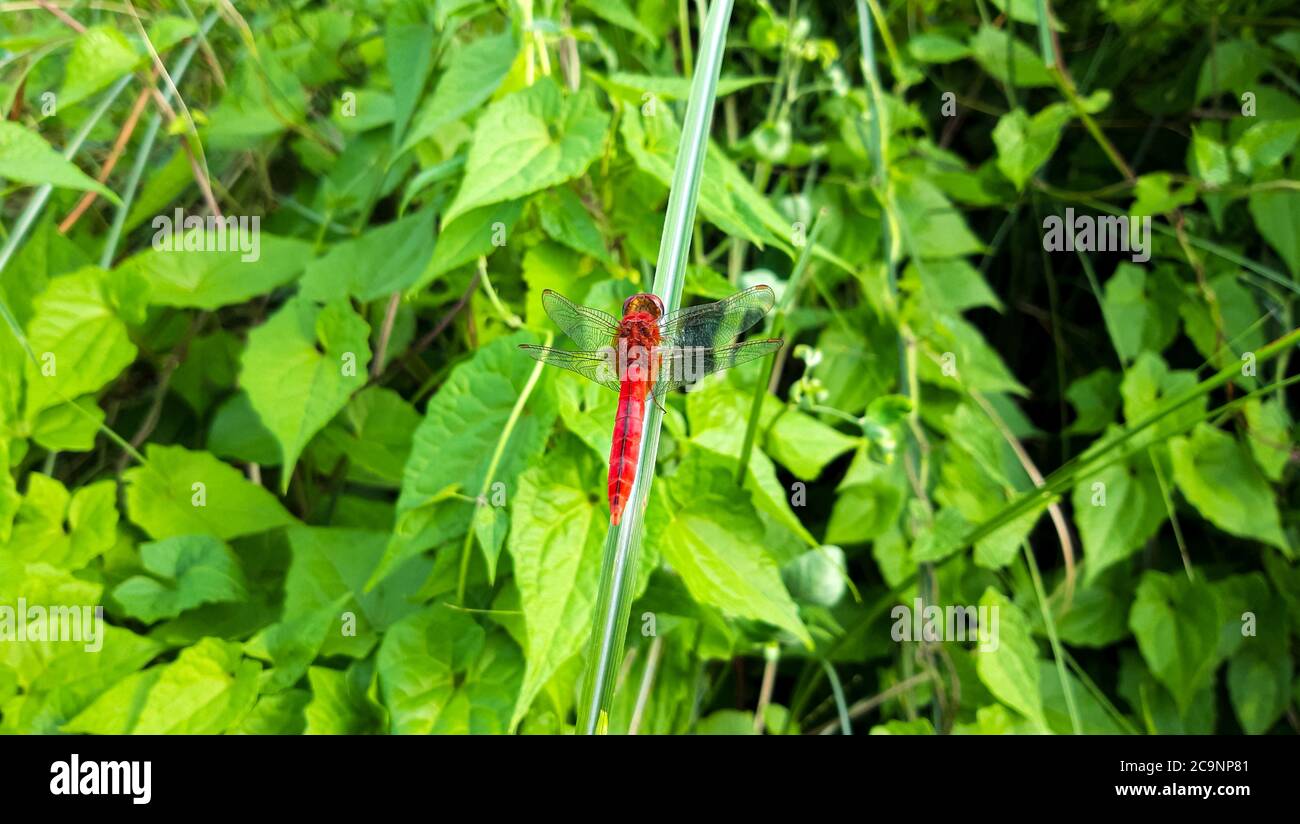 Bella Dragonfly rossa su foglia verde Foto Stock