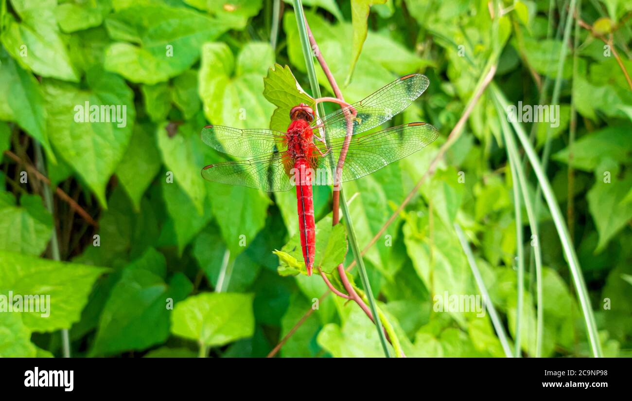 Bella Dragonfly rossa su foglia verde Foto Stock