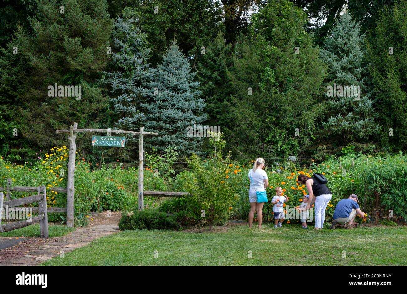 Famiglia che raccoglie i fiori in un giardino di taglio dei fiori a Solebury Orchards, New Hope, Bucks County, Pennsylvania, USA Foto Stock