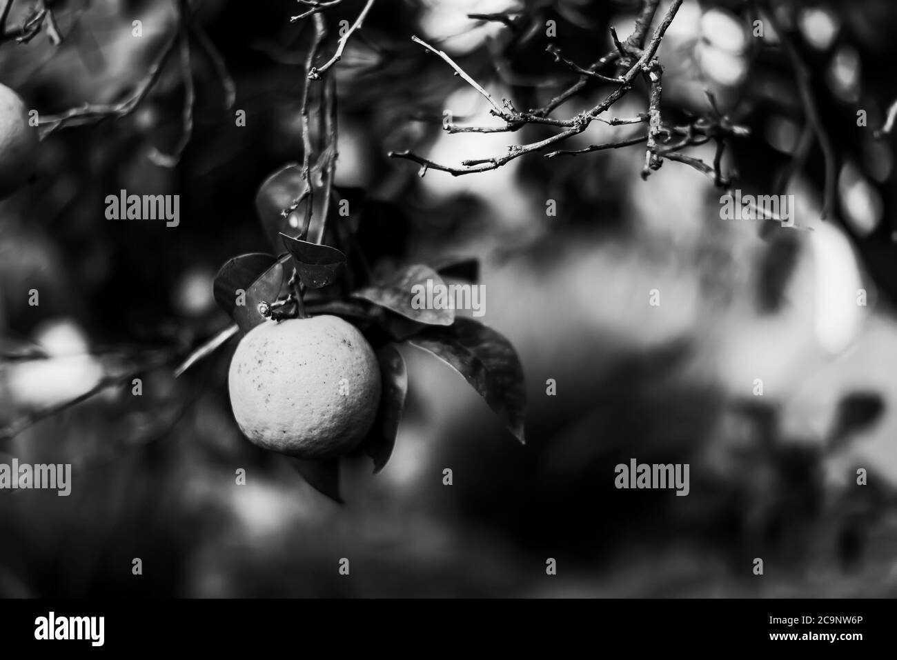 Primo piano di un pompelmo appeso all'albero in bianco e nero Foto Stock