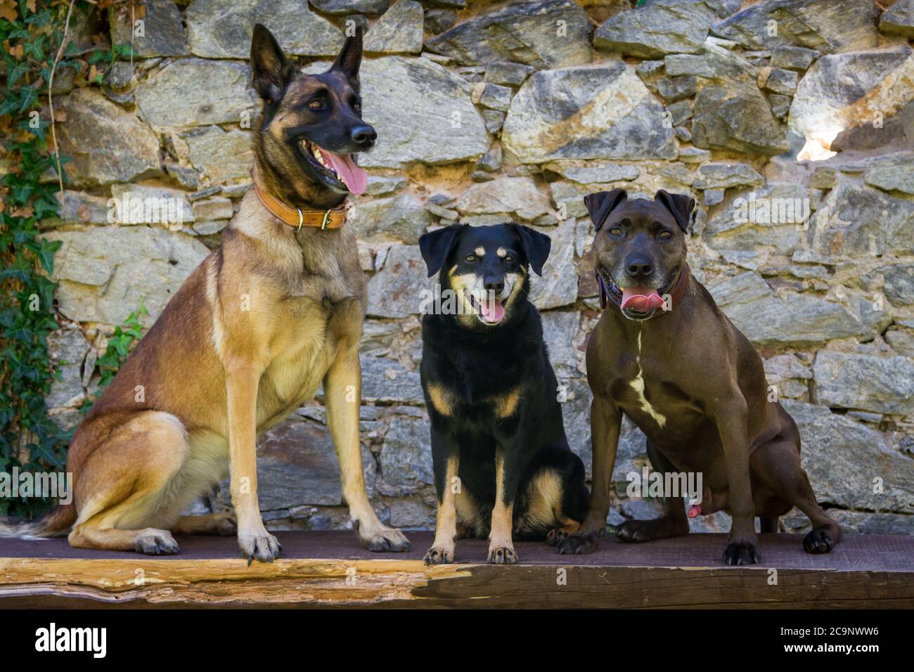 Tre cani seduti su una panchina (Malinois, Pinscher austriaco e Pit Bull-mix) Foto Stock