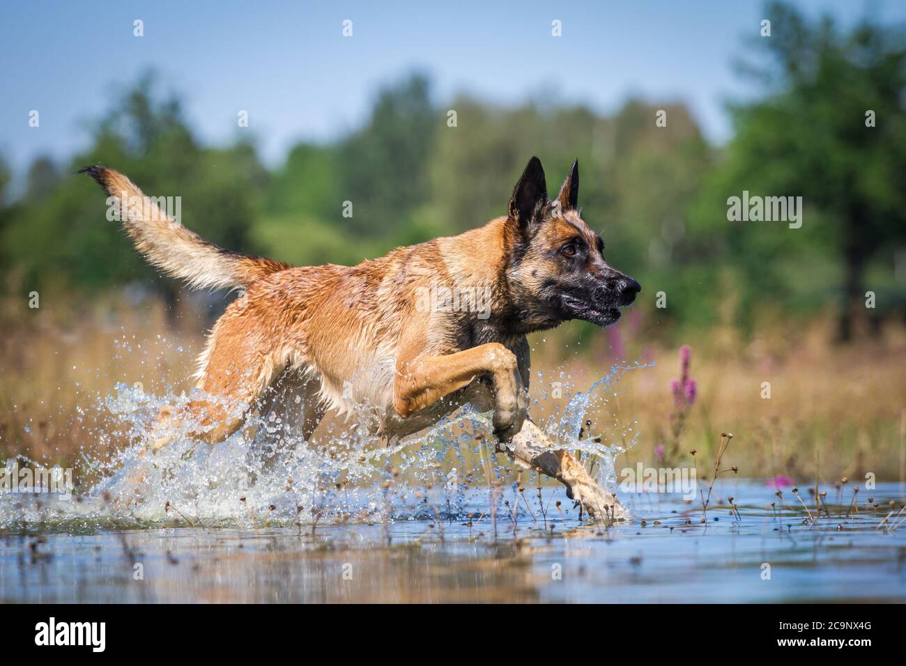 Belgian Shepherd Dog (Malinois) che corre nel lago, divertimento estivo in acqua Foto Stock