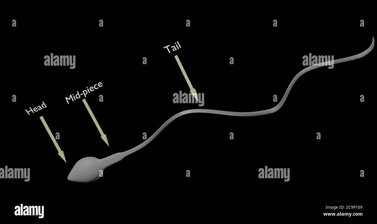 Cellule spermatozoi o spermatozoi nell'illustrazione 3d Foto Stock