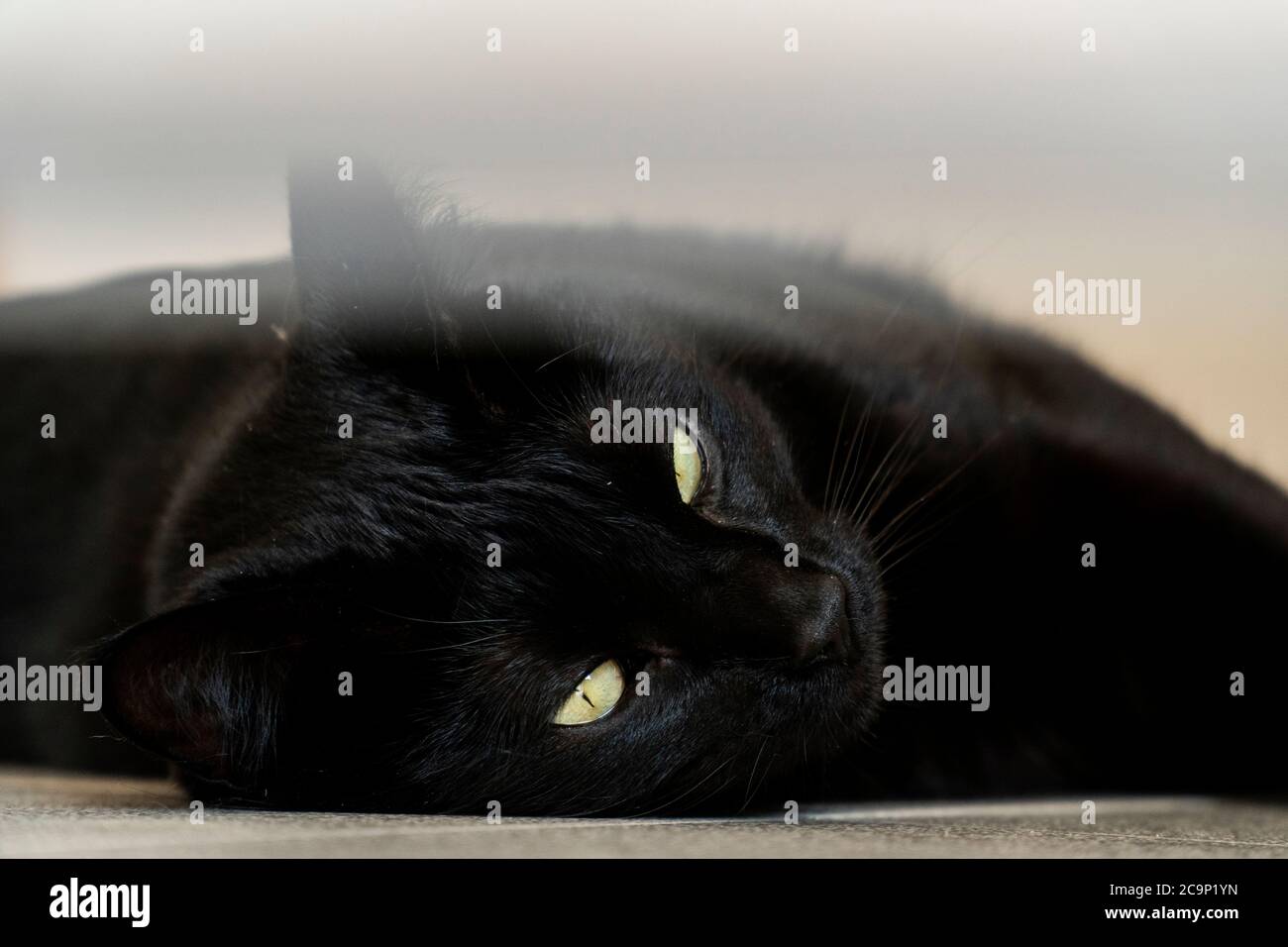 Gatto nero che si riposa sul pavimento della cucina Foto Stock