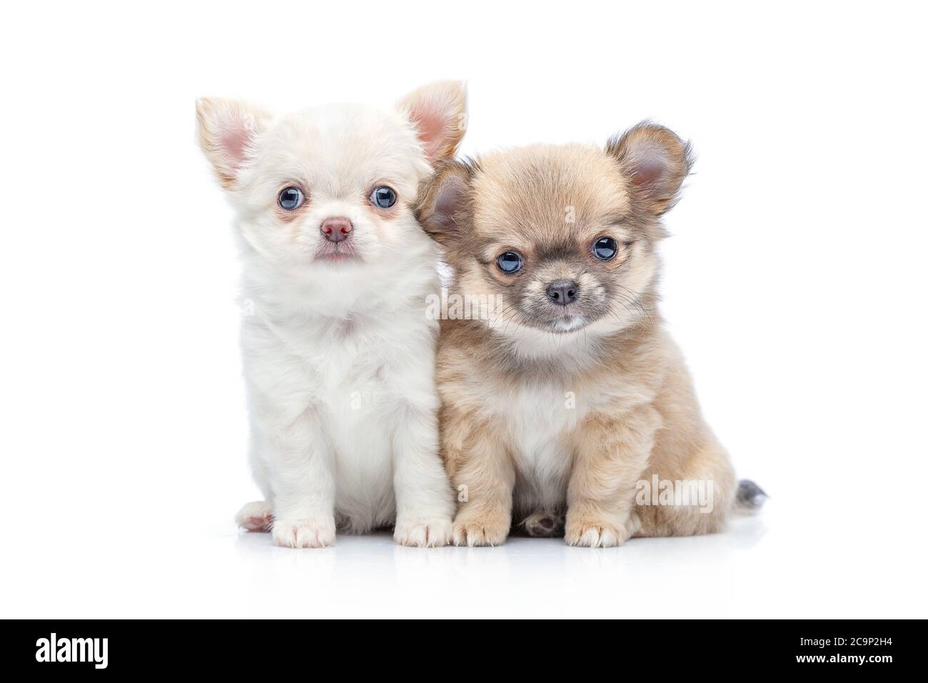 due bellissimi cani cuccioli chihuahua purebred isolati su seduta bianca. studio shot. Foto Stock
