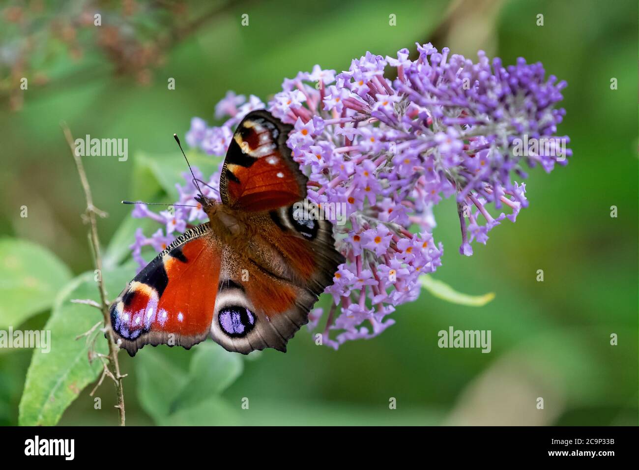 Primo piano di una farfalla di pavone su un fiore viola di budlea Foto Stock