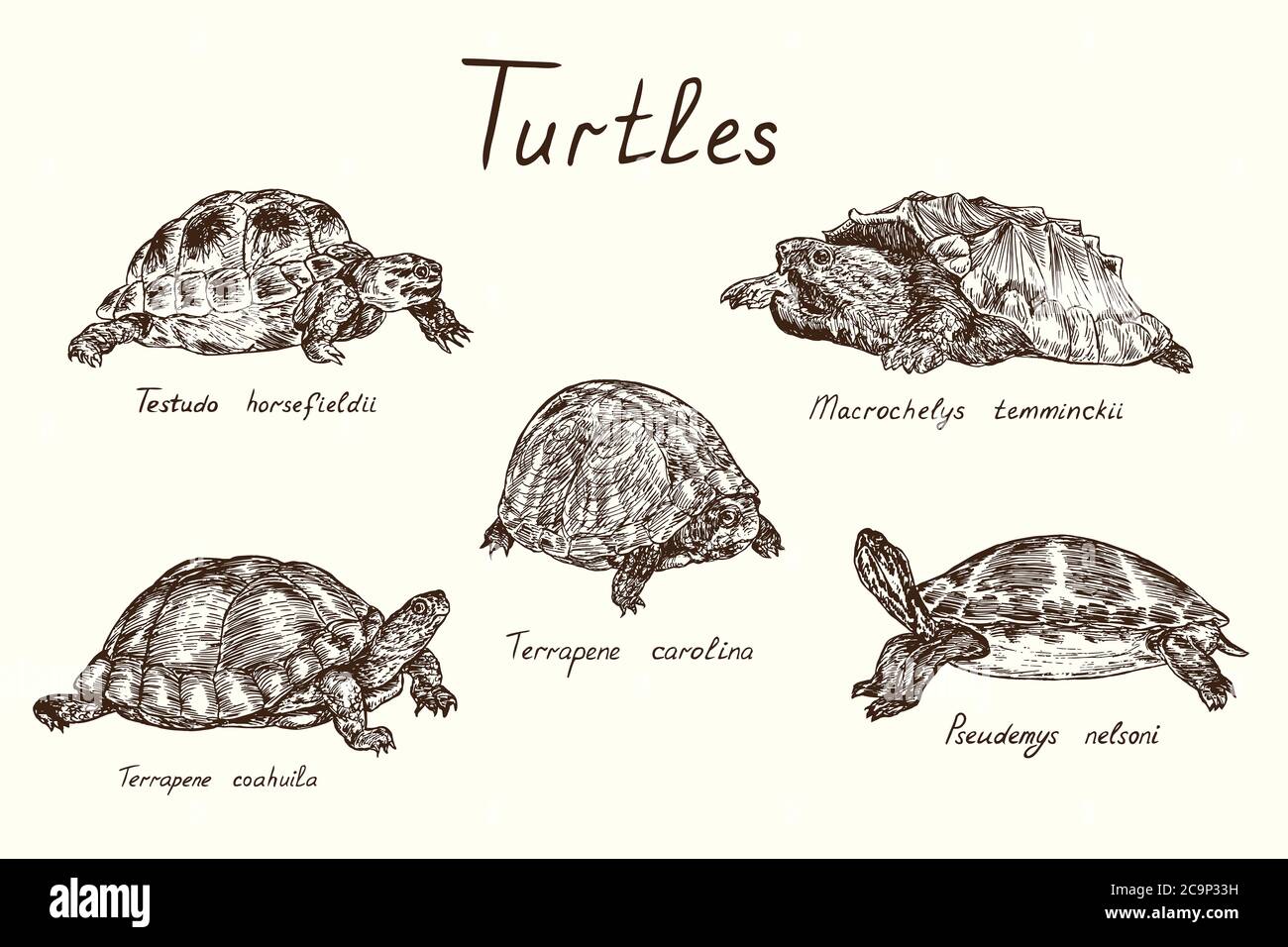 Collezione tutles, Testudo horsfieldii, Macrochelys temminckii, Terrapene carolina, Terrapene coahuila, Pseudemys nelsoni, doodle disegnate a mano, disegno Foto Stock