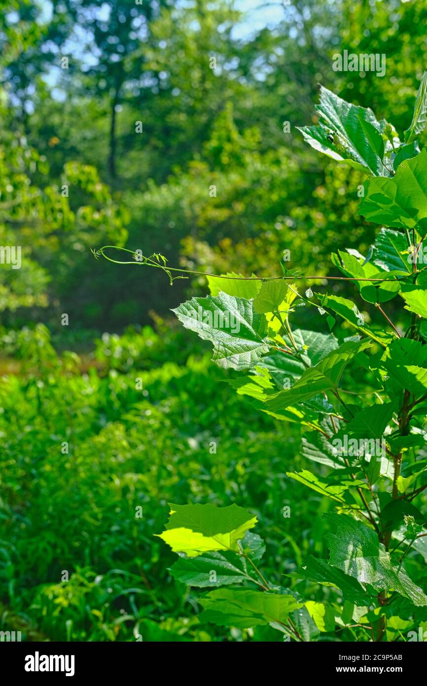 Vitigni selvatici in estate Foto Stock