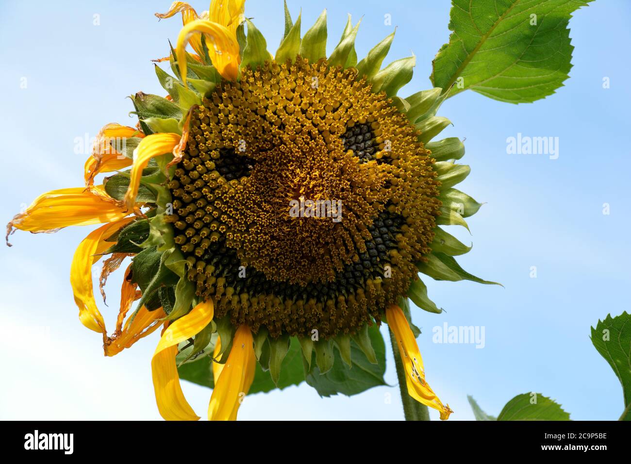 Un girasole con un volto sorridente Foto Stock