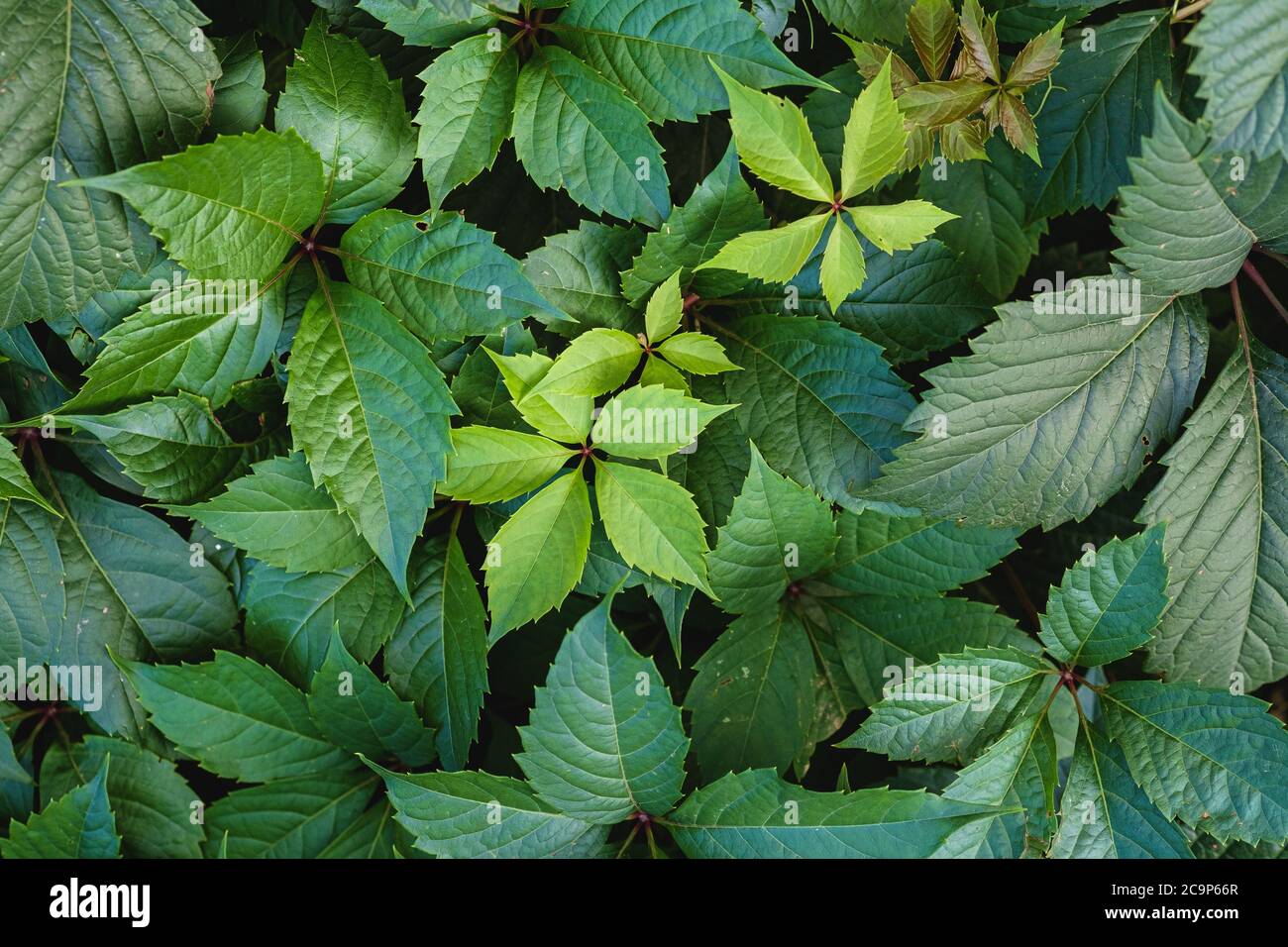 Foglie verdi di uva selvatica con luce solare e ombra, sfondo di foglie primaverili estive, fuoco selettivo Foto Stock