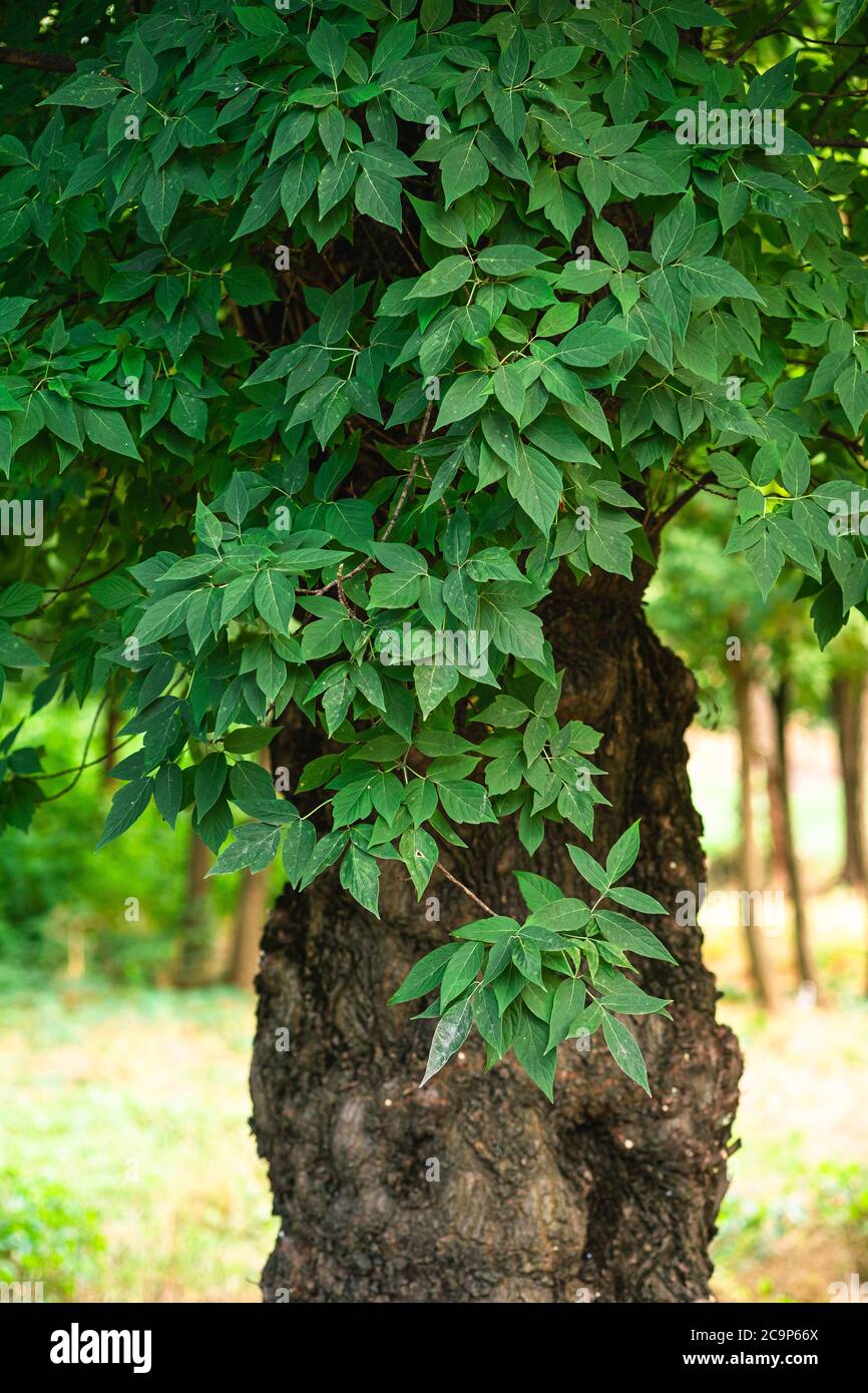 Foglie verdi con luce solare e ombra sul vecchio albero, sfondo primavera estate fogliame, fuoco selettivo Foto Stock