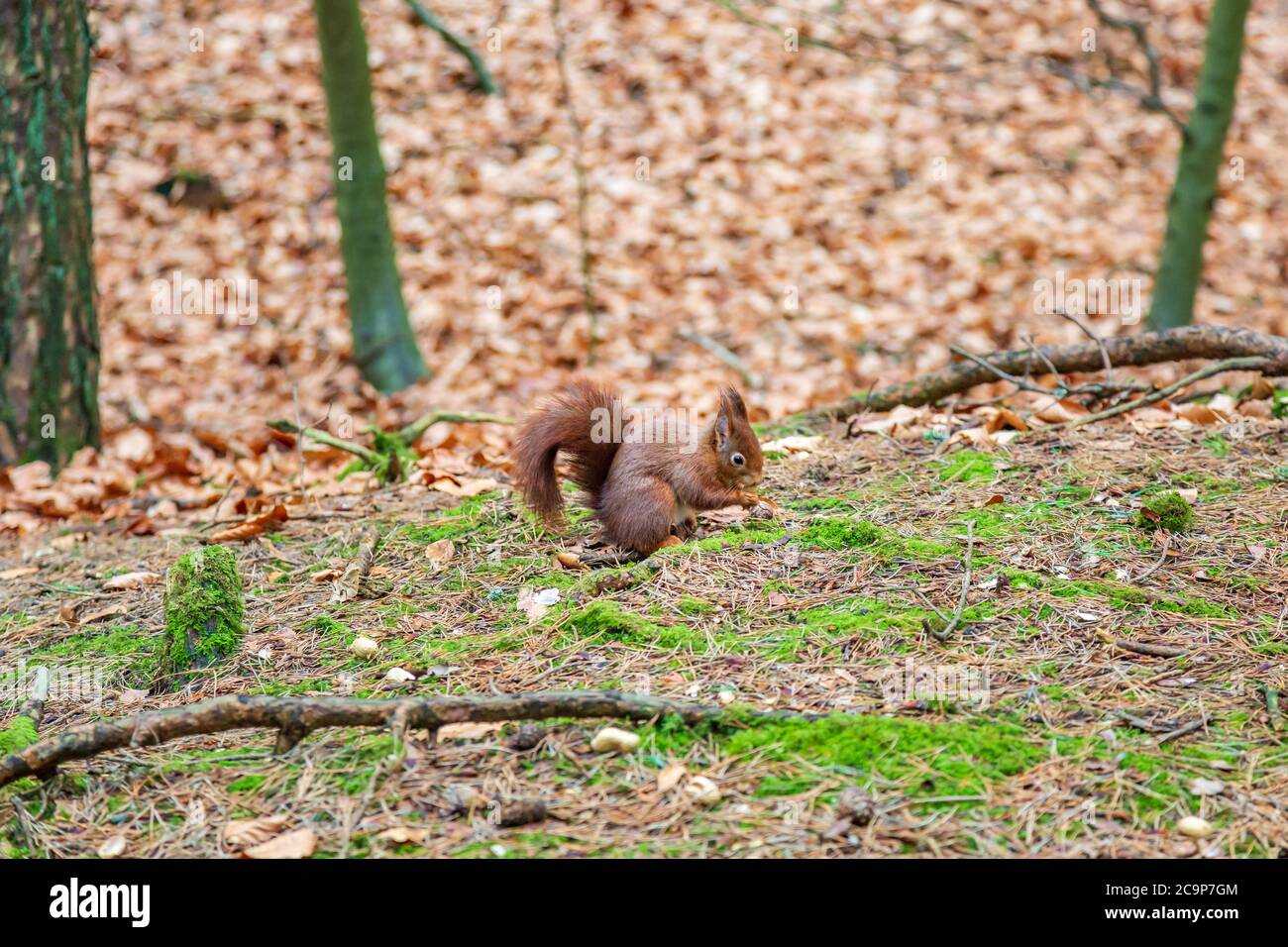 Uno scoiattolo rosso in bosco, in un giorno d'inverno Foto Stock
