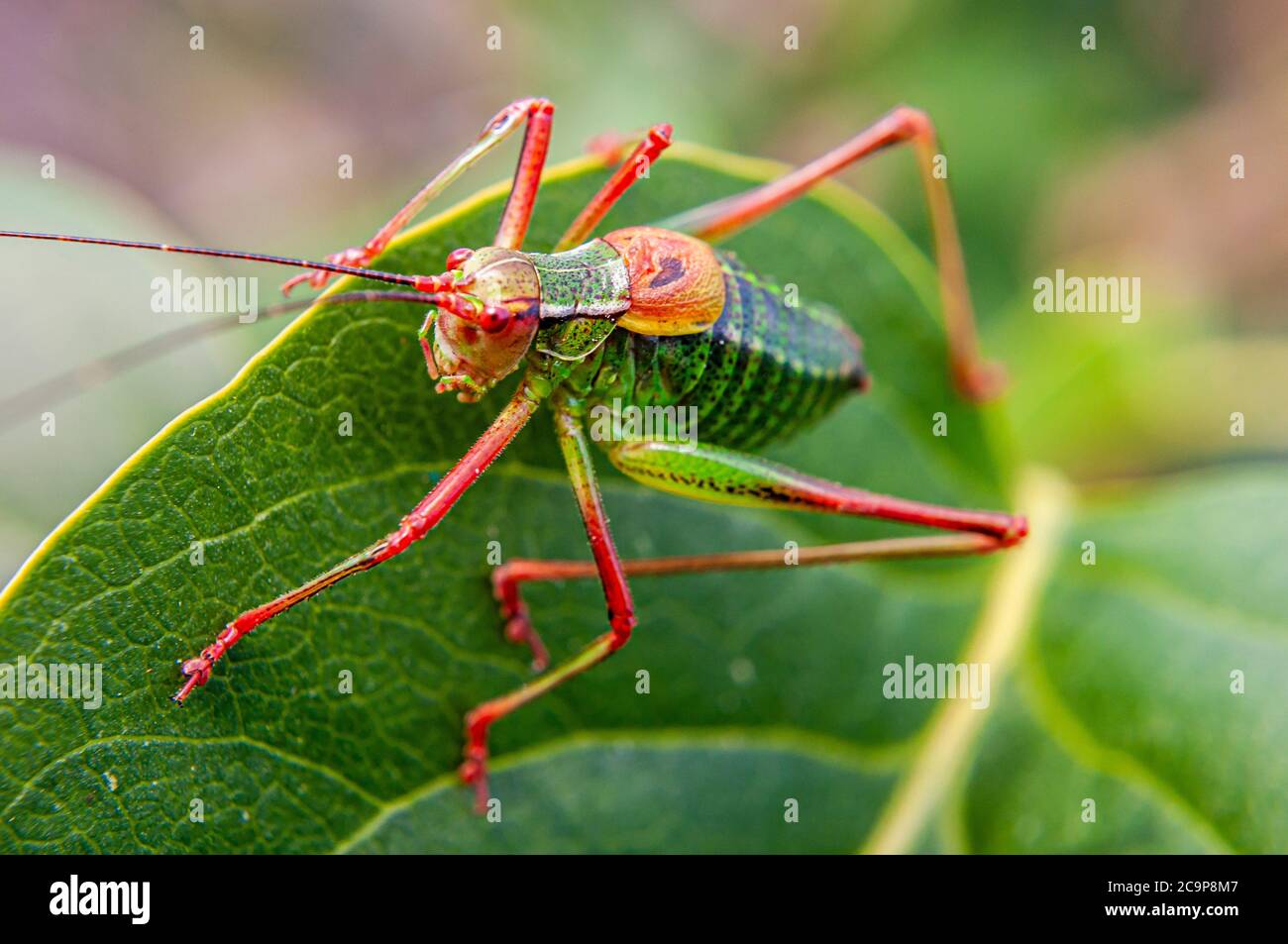 Il cricket colorato si siede sulla foglia di verde Foto Stock