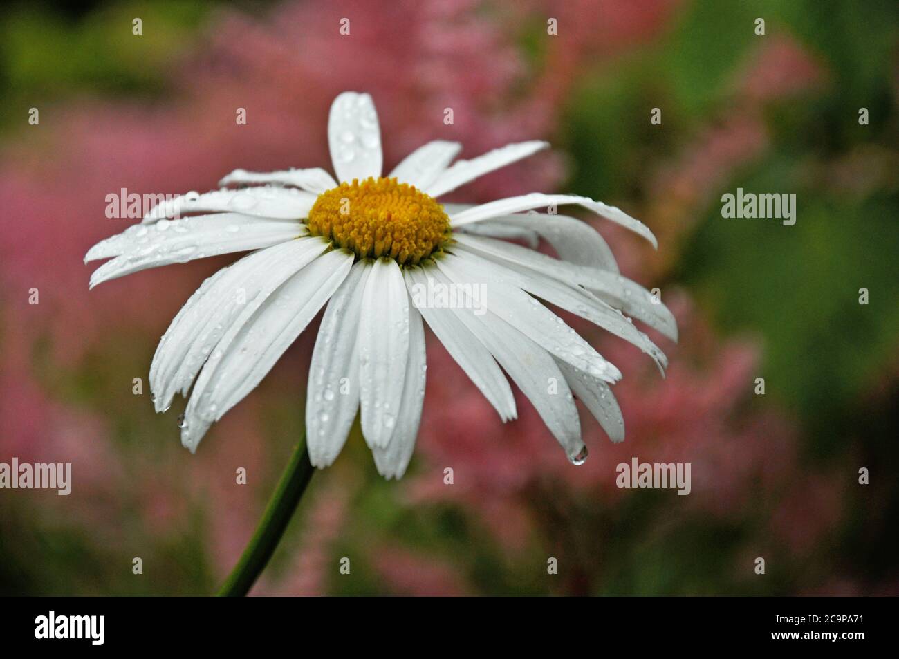 petali umidi di camomilla su sfondo rosa natura, fine stagione Foto Stock