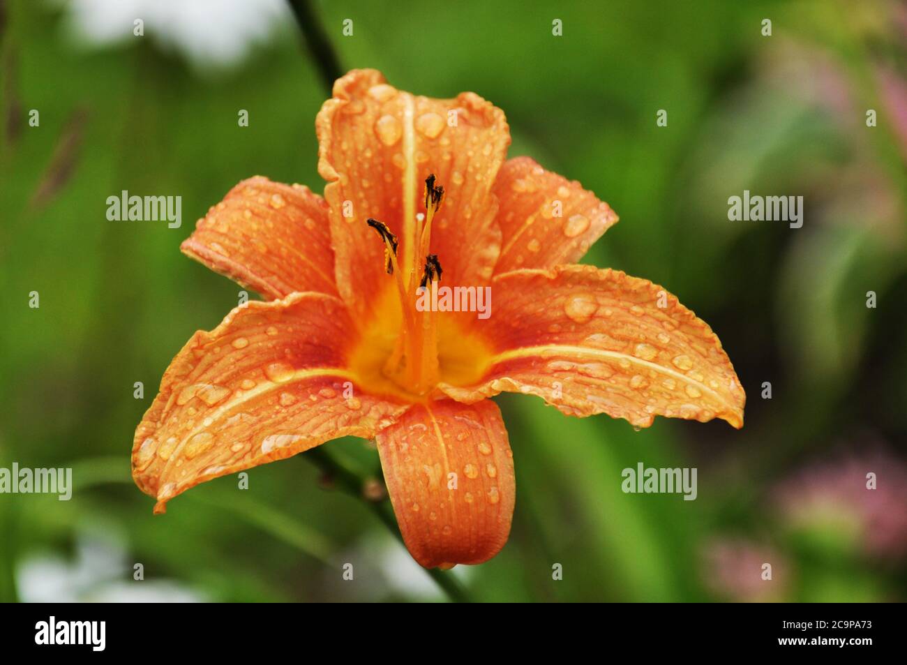 Ninfee arancio rosso, Hemerocallis con gocce d'acqua, fine stagione Foto Stock